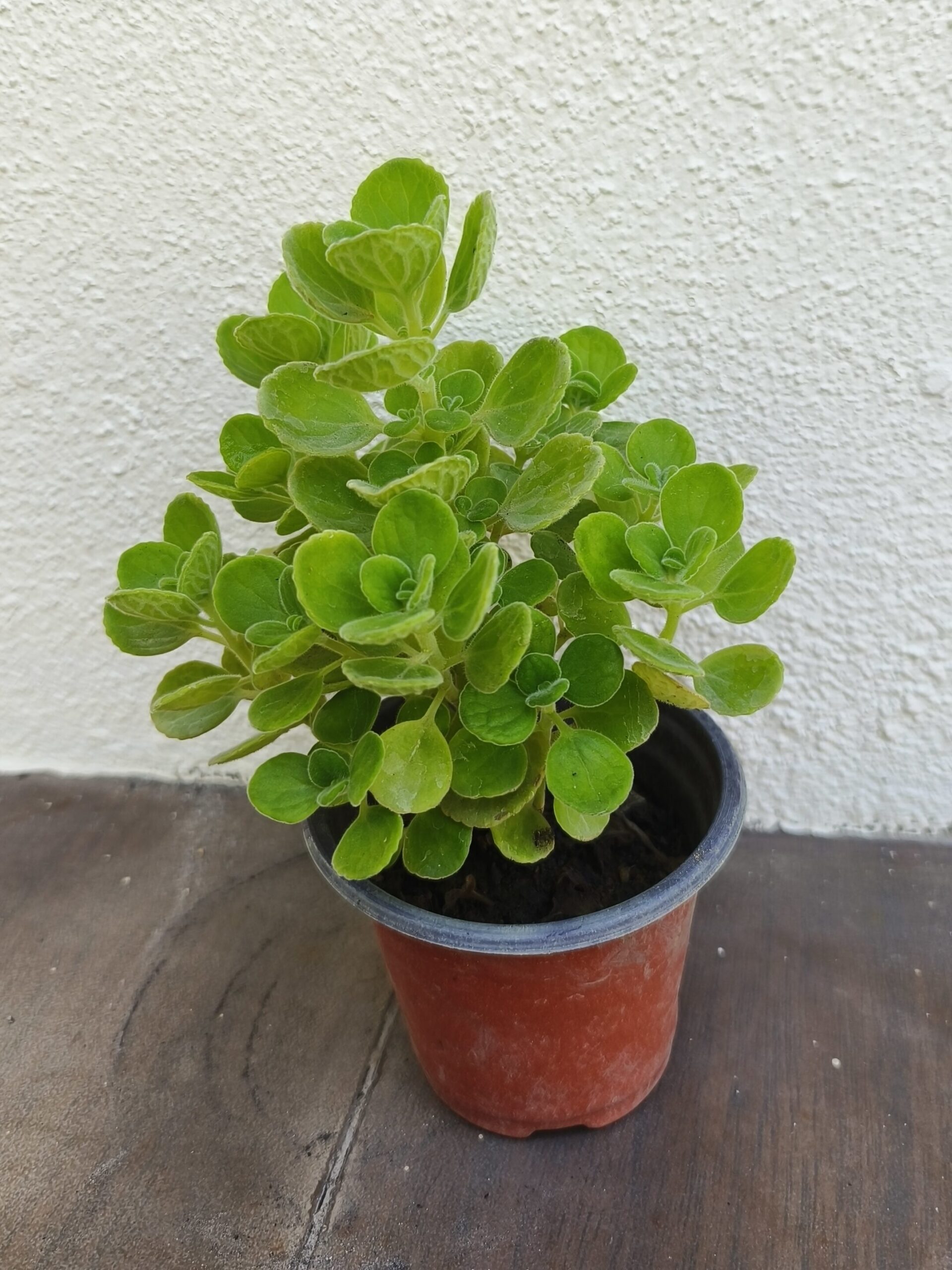 碰碰香独照